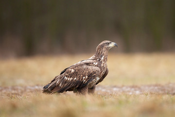 white tailed eagle, haliaeetus albicilla, Europe nature