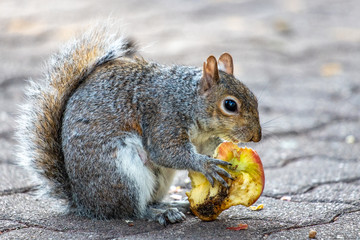 squirrel eating an apple