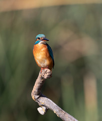 A Common Kingfisher in Jerusalem, Israel