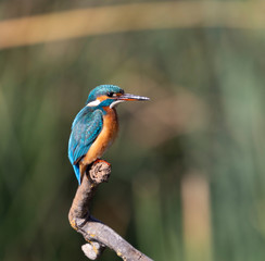 A Common Kingfisher in Jerusalem, Israel
