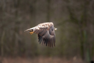 white tailed eagle, haliaeetus albicilla, Europe nature