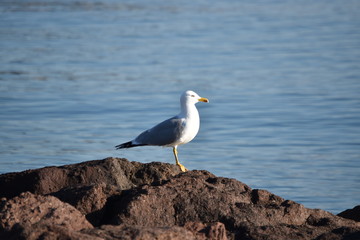 goeland