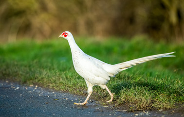 White or leucistic Pheasant, rare colouration of a common, Ring necked pheasant crossing the road.  Horizontal.  Space for copy.