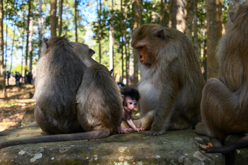 Macaques 