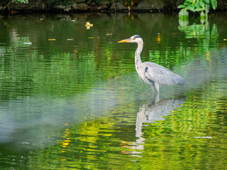 Morning view of a Grey heron standing in a pond