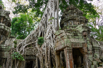 Ta Prom ,arbres ,racines et temple