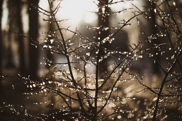 Beautiful sunny retro autumn forest tree branches with leaves.