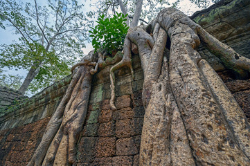 Ta Prom ,arbres ,racines et temple