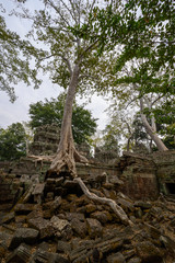 Obraz premium Ta Prom ,arbres ,racines et temple