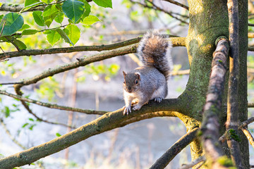 Curious Squirrel