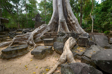 Obraz premium Ta Prom ,arbres ,racines et temple