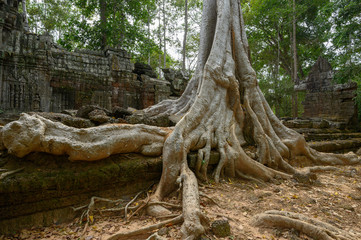 Fototapeta premium Ta Prom ,arbres ,racines et temple