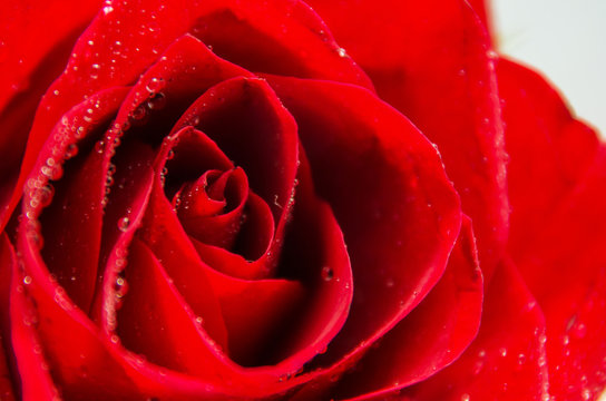 Soft focus. Macro image of dark red rose with water droplets. Romantic background.