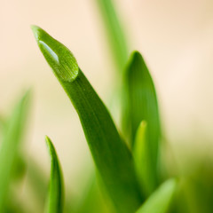 Fototapeta premium Yellow flower macro on a green grass