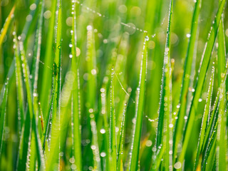 Close up shot of beautiful water drops on leaf