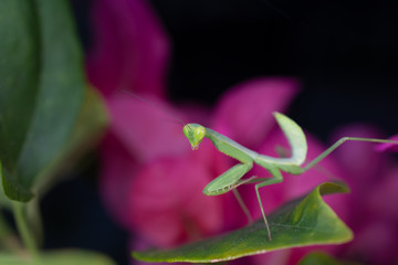 Predator insect green mantis on pink flower background