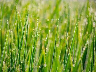 Close up shot of beautiful water drops on leaf