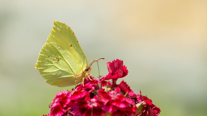 green butterfly on  pink flower