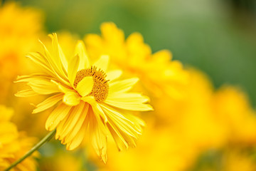 Field of yellow chrysanthemum with flowers head on front view