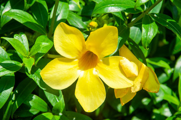 A yellow allamanda