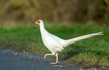 White or leucistic male Pheasant, rare colouration of a common, Ring necked pheasant crossing the road..  Horizontal.  Space for copy.