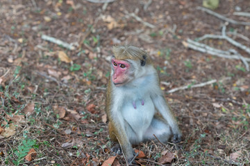 Fototapeta premium Macaque Monkey in Sri Lanka, taken in August 2019