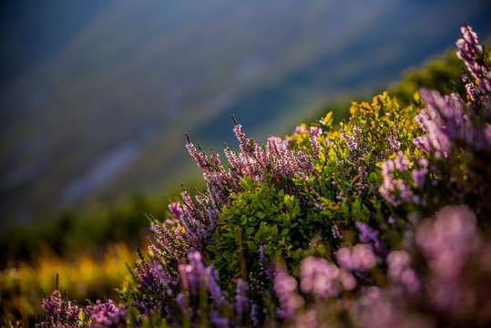 Kwiaty wrzosy w g&oacute;rach