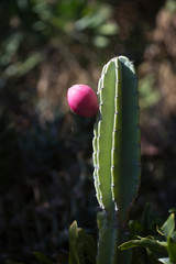 fruit and flowers of pitaya cactus