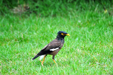 A bird in the yard