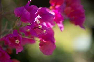 Fototapeta na wymiar pink bougainvillea in foreground with green blurred background