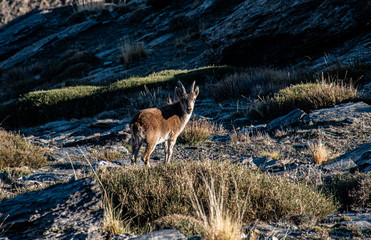 deer in the mountains