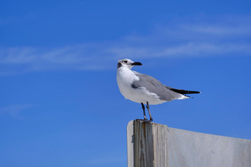 Obraz premium Möwe blickt zurück zum Strand