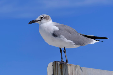 Obraz premium Möwe in Florida