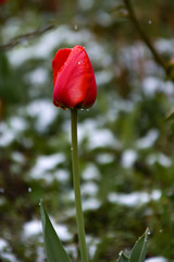 Tulips during an unexpected snowfall