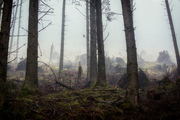 Zniszczony mroczny las