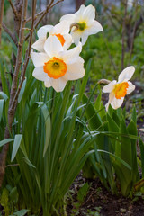 Fototapeta premium Daffodils in the flower bed