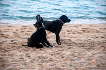 Dogs on the beach