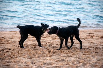 Dogs on the beach