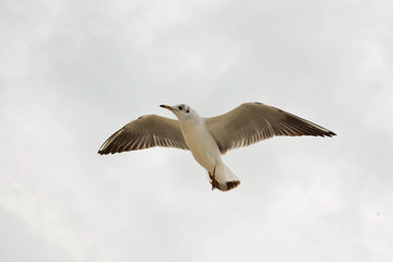 Flying seagulls against the sky