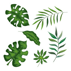 set of branches with leafs tropicals vector illustration design
