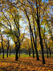 Fototapeta na wymiar Yellow autumn park. beauty of nature a
