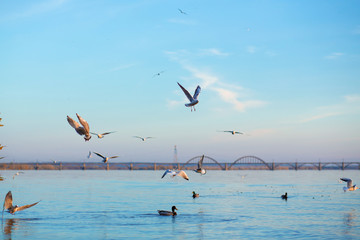 A flock of seagulls on the banks of the city river.