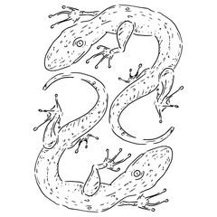 Lizard icon. Vector illustration of a lizard. Hand drawn lizard.