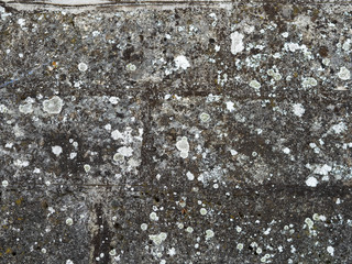 Obraz premium Stone texture covered with moss and lichen. natural background.