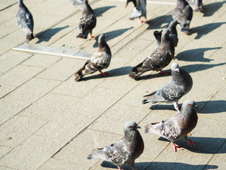 pigeons on the square on a bright Sunny summer day. european. journey