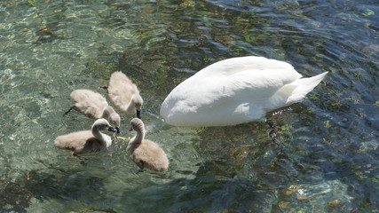 Swan ducklings and mother swan swimming in clear water