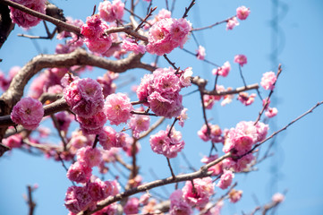 Japanese cherry blossoms