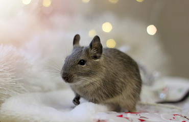 A degu rodent on a festive background. Symbol of Chinese happy new 2020