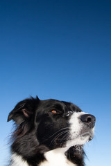 Border collie dog with blue sky background looking at horizon