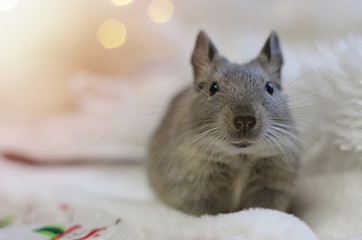 A degu rodent on a festive background. Symbol of Chinese happy new 2020